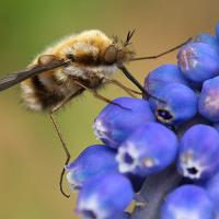 Bee Fly 2 